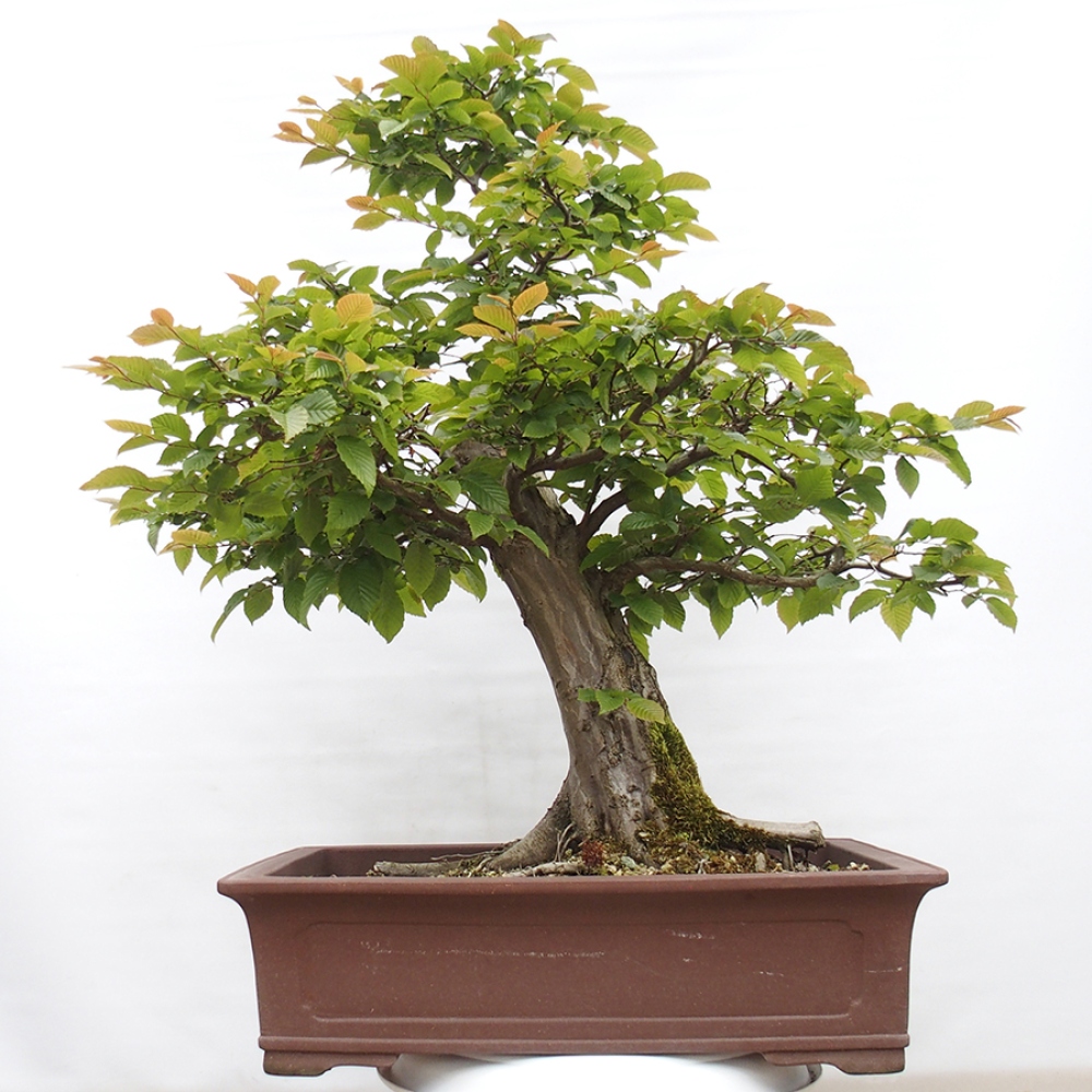 Bonsai zewnętrzne - Grab - Carpinus betulus