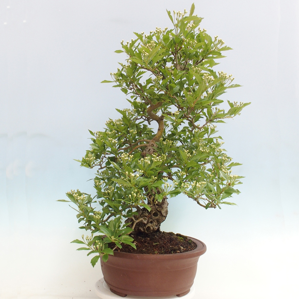 Outdoor bonsai - głóg - Crataegus cuneata