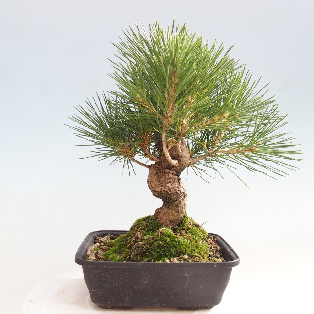 Outdoor bonsai - Pinus thunbergii - sosna Thunberga