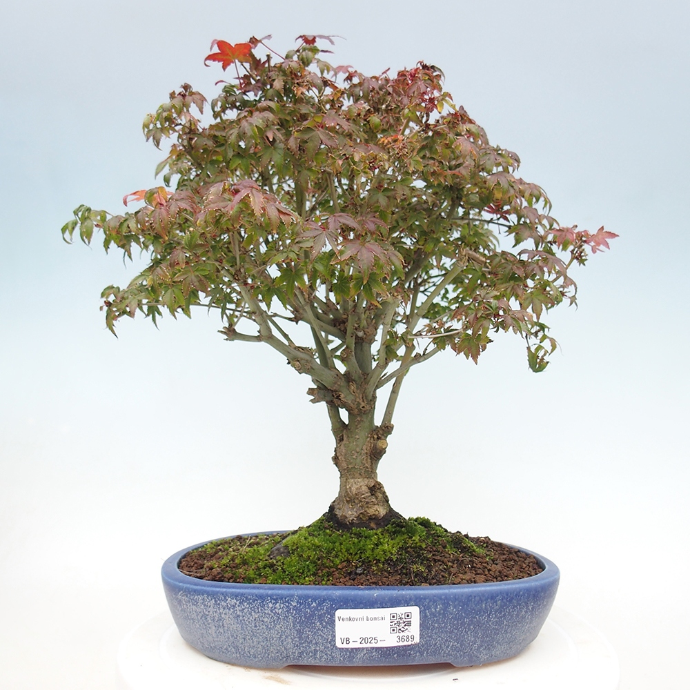 Acer palmatum KIOHIME - klon palmowy