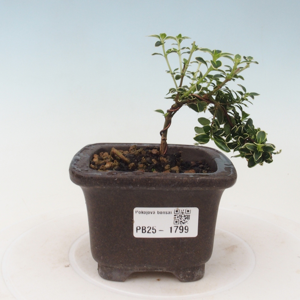 Bonsai do wnętrz - Serissa foetida Variegata - Drzewo tysiąca gwiazd