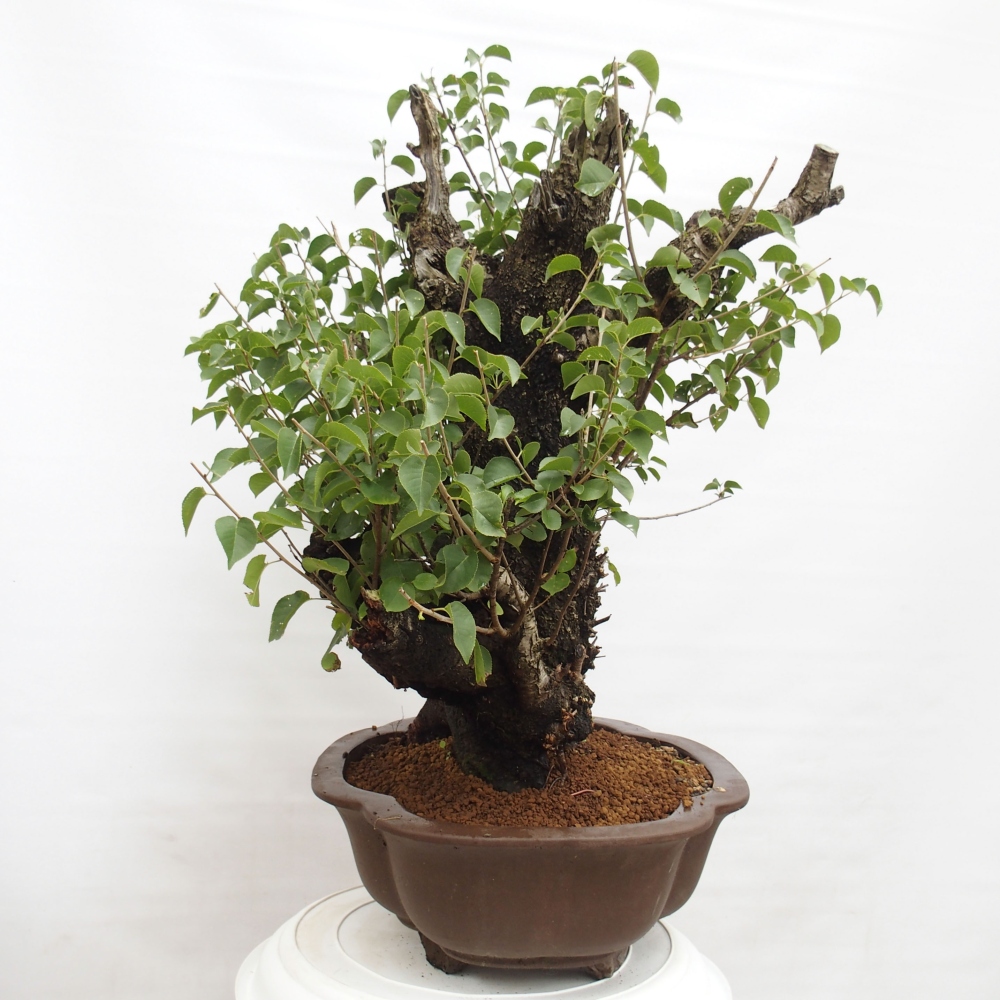 Bonsai na zewnątrz - Mahalebka - Prunus mahaleb