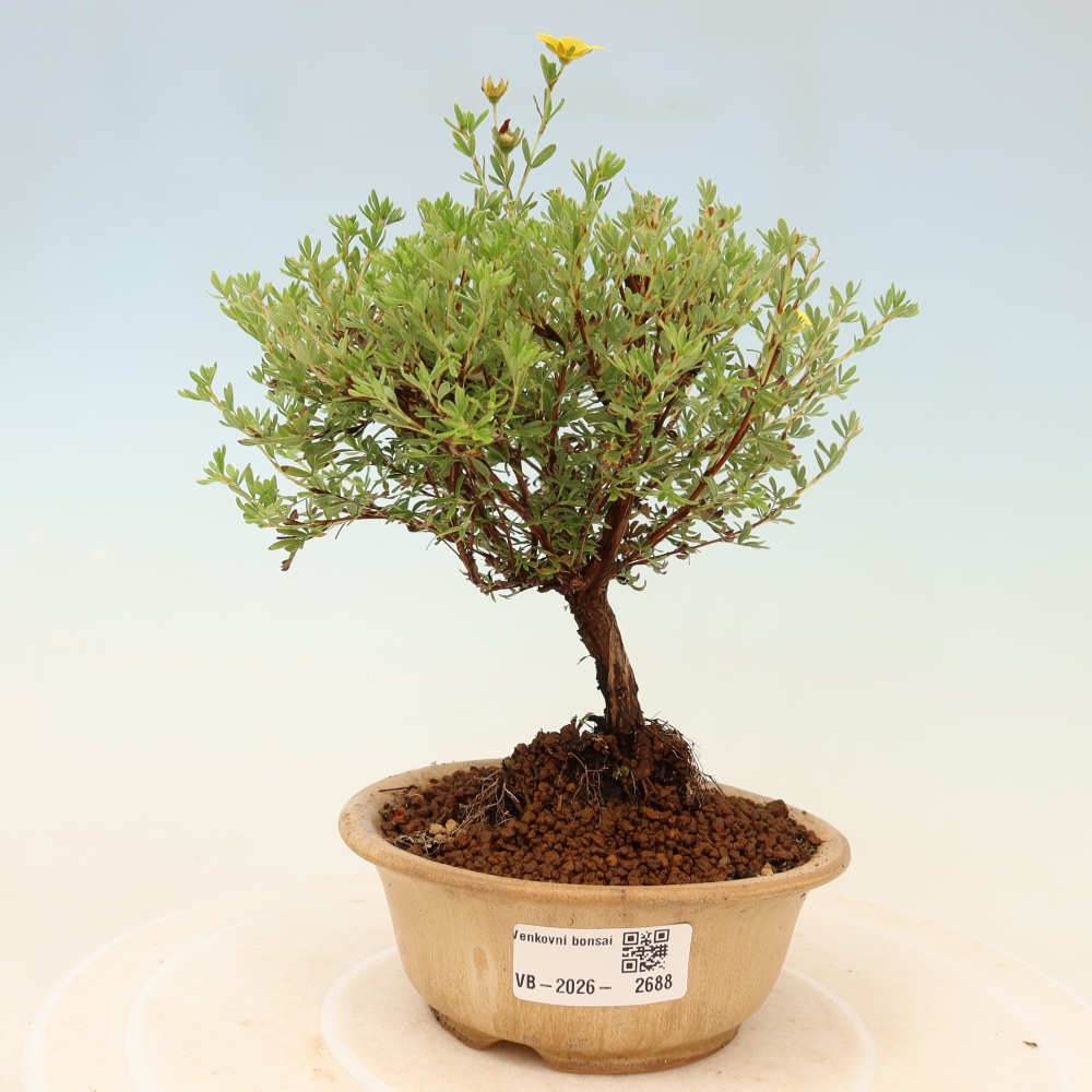 Bonsai ogrodowe – potentilla fruticosa – Goldkissen