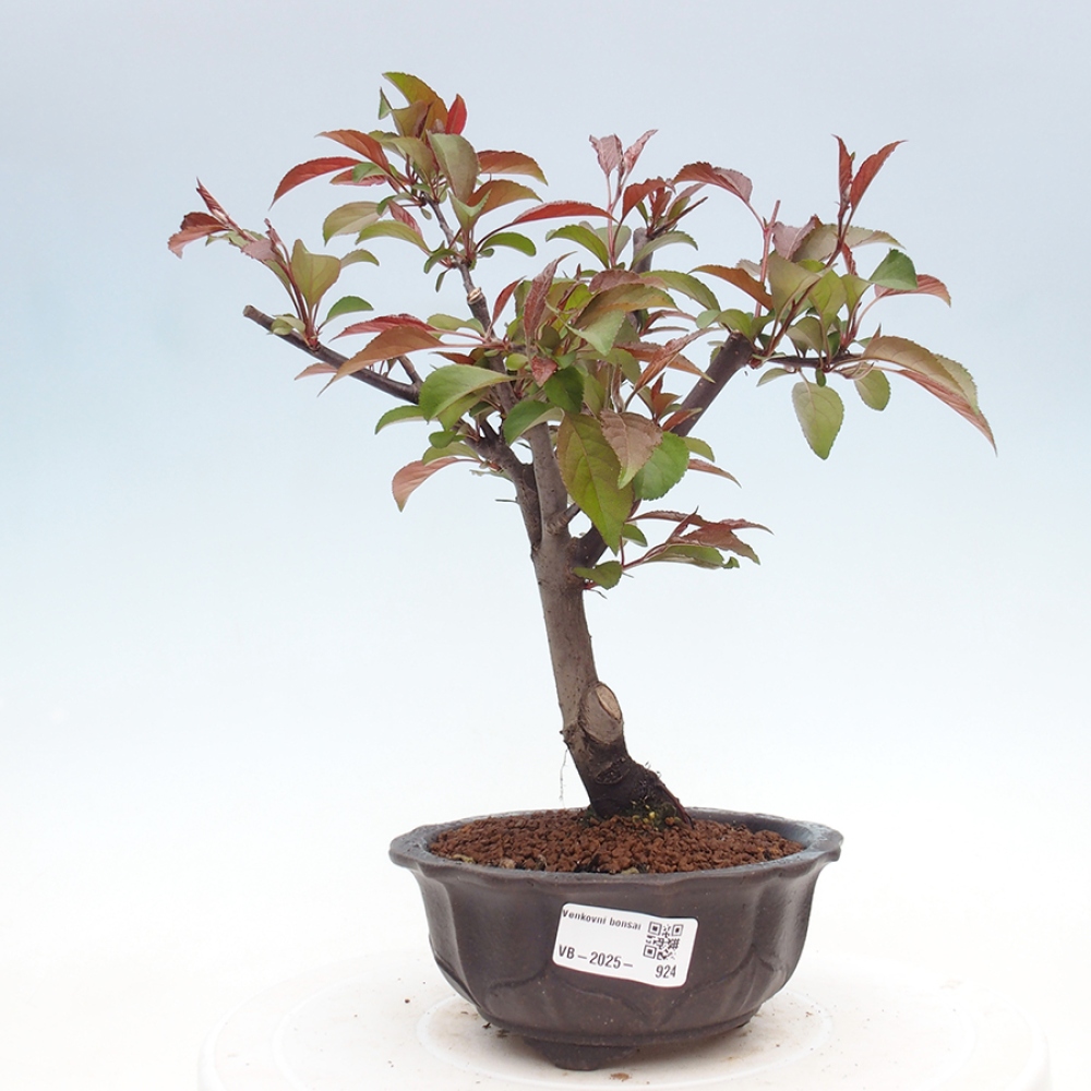 Bonsai zewnętrzne - Malus domowy - Jabłoń czerwonolistna o drobnych owocach