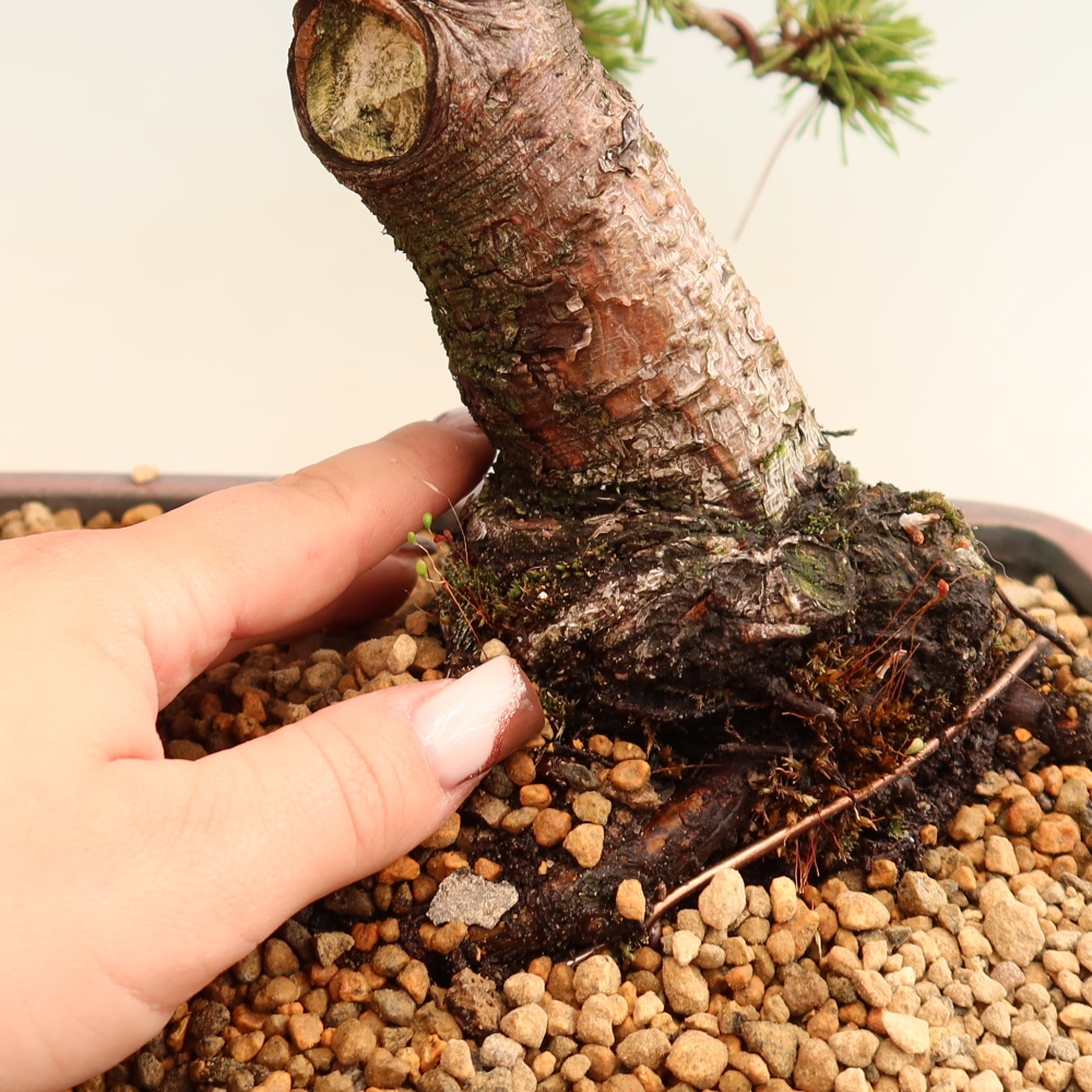 Bonsai ogrodowe – Pinus mugo Humpy – sosna karłowata