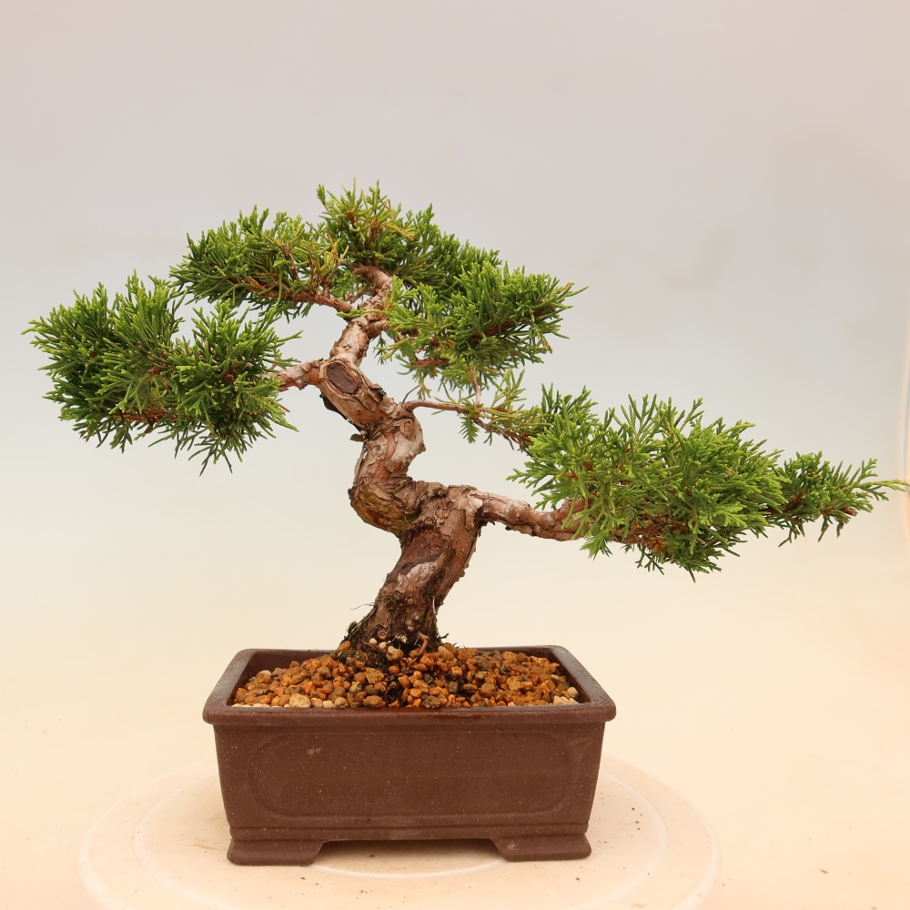Outdoor bonsai - Juniperus chinensis Itoigawa