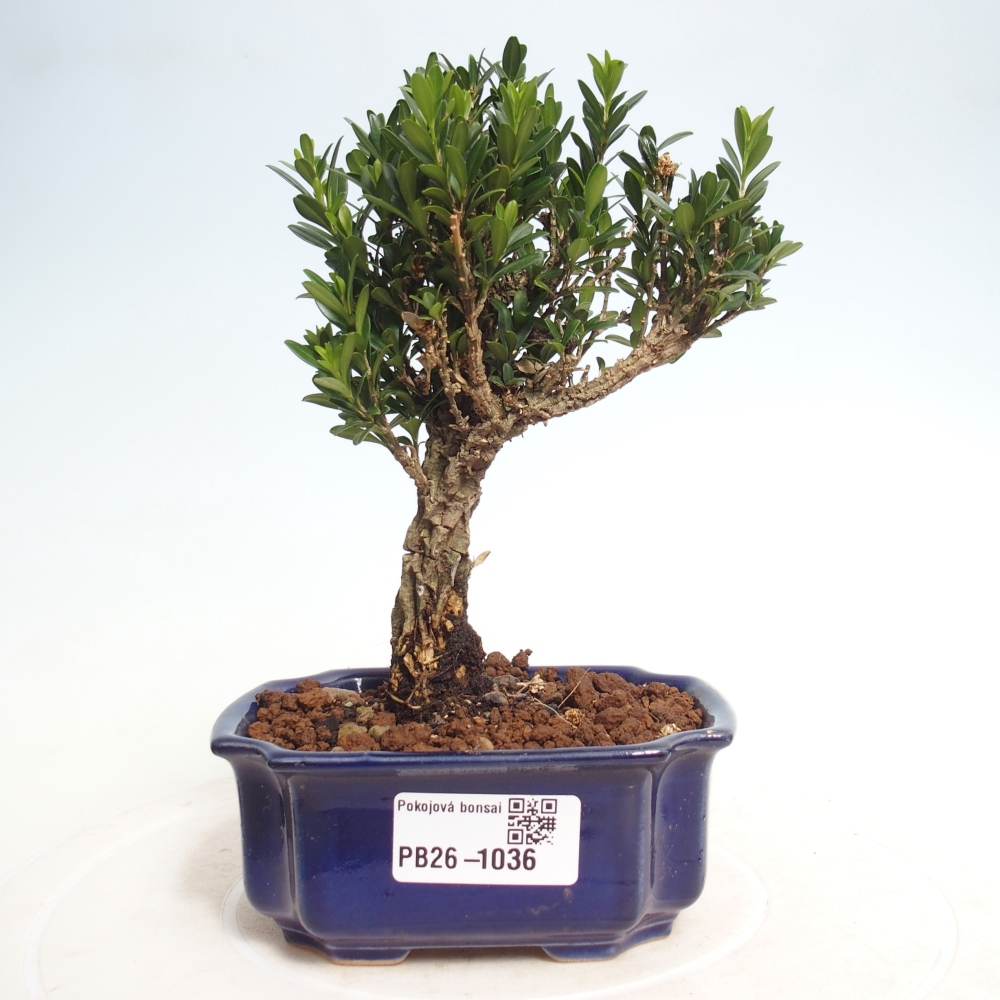 Pokój bonsai - Buxus harlandii - buxus korkowy