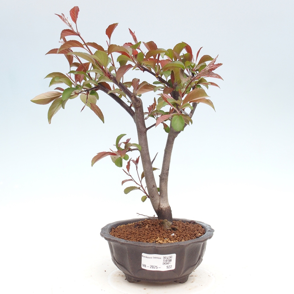 Bonsai zewnętrzne - Malus domowy - Jabłoń czerwonolistna o drobnych owocach