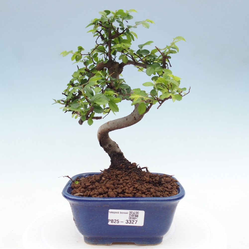 Pokój bonsai - Ulmus parvifolia - Wiąz drobnolistny