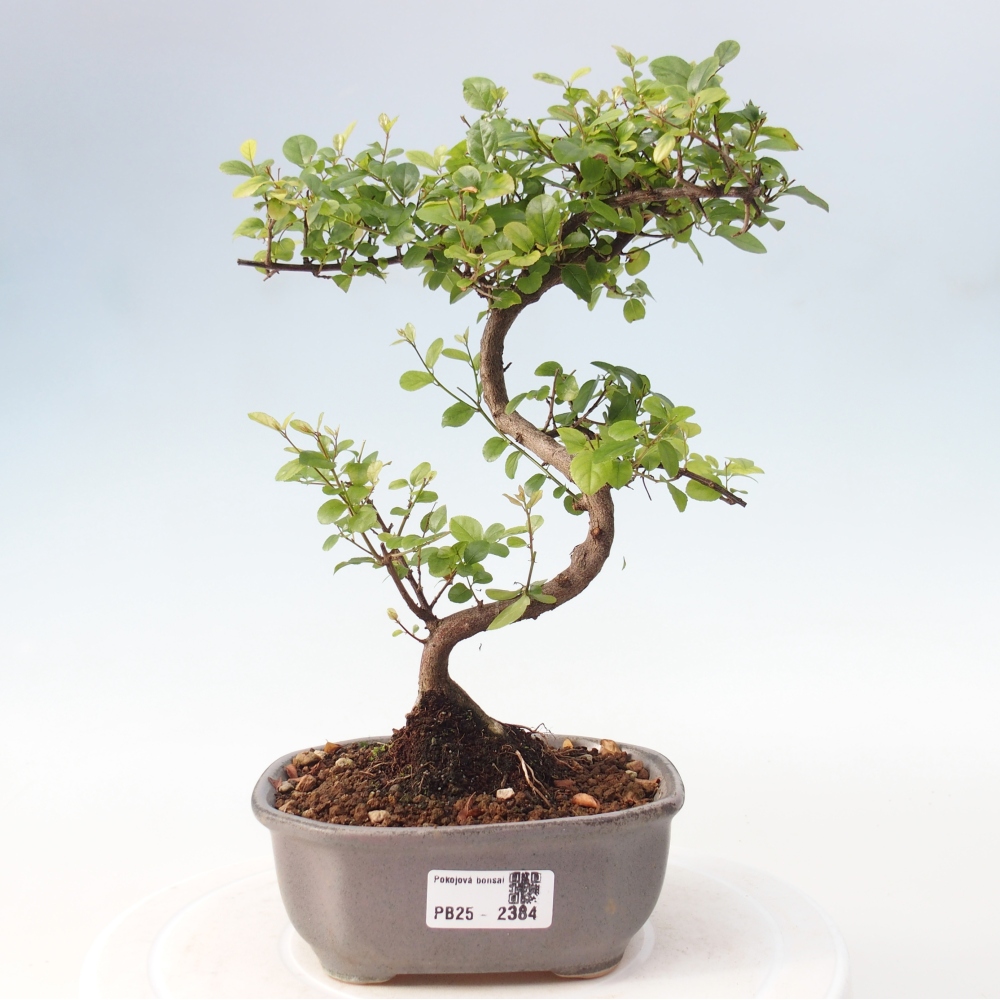 Bonsai wewnętrzne - Sagerécie thea - Sagerécie thea