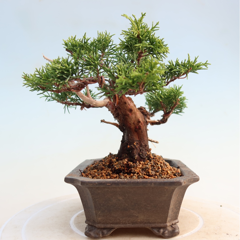 Outdoor bonsai - Juniperus chinensis Itoigawa - Jałowiec chiński