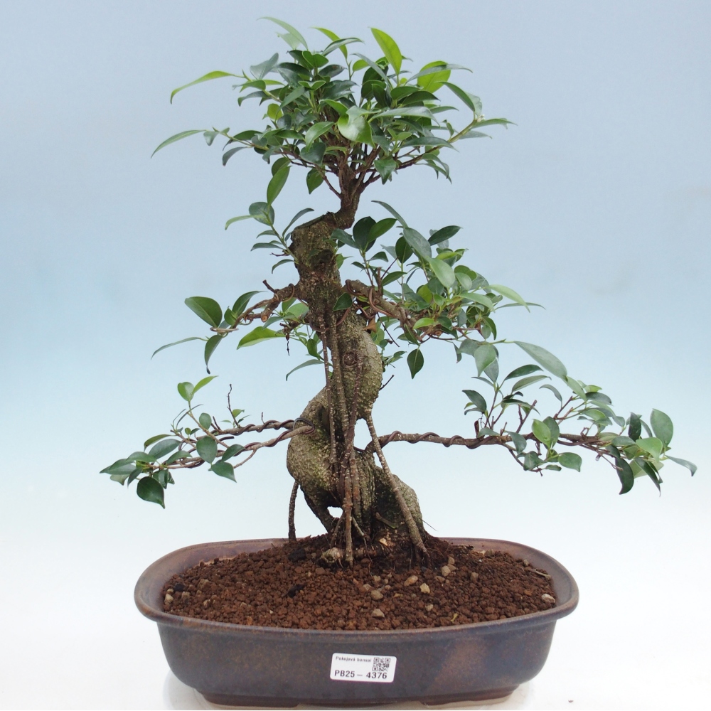 Pokój bonsai - Ficus retusa - figowiec drobnolistny