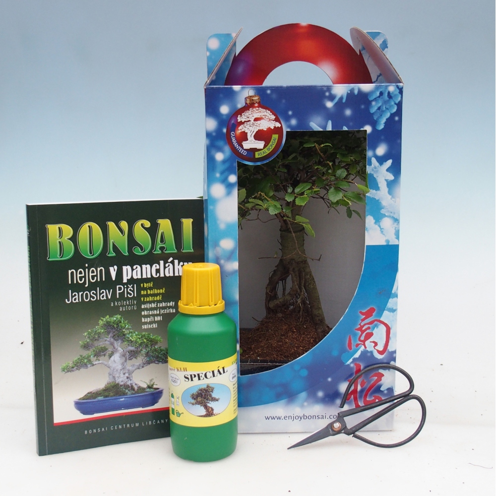 Ulmus parvifolia - wiąz chiński