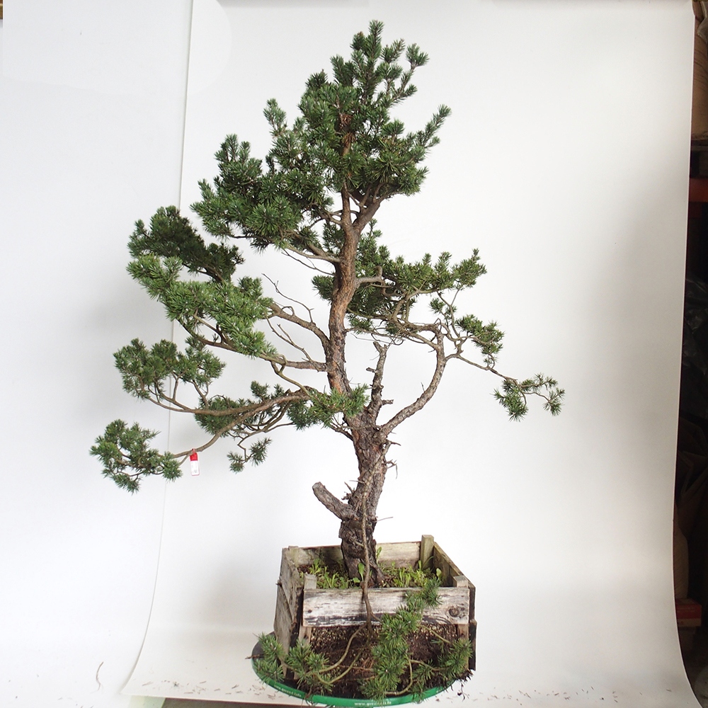 Yamadori - Pinus sylvestris Hiszpania