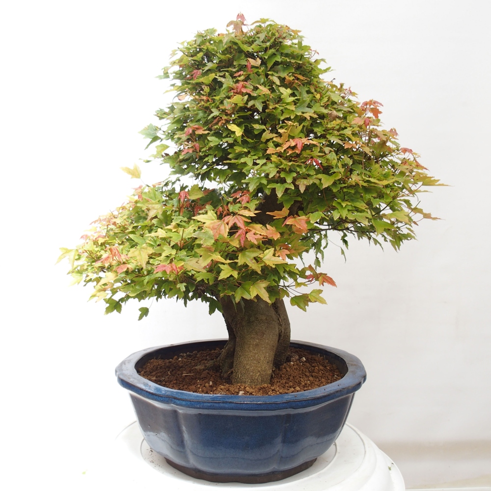 Outdoor bonsai - Maple Buergerianum - Burger Maple