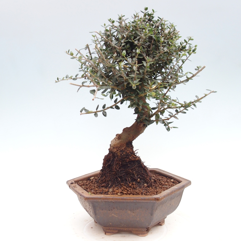 Bonsai do wnętrz - Olea europaea sylvestris