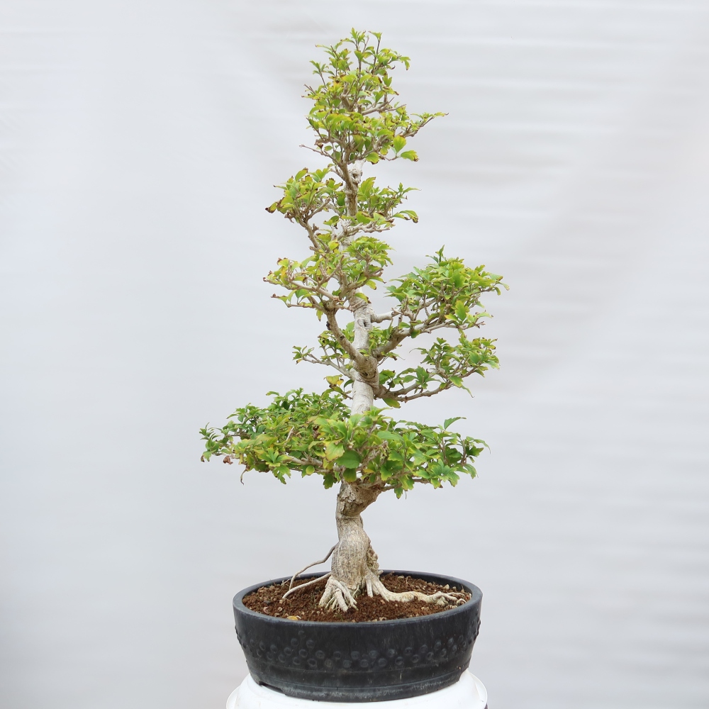 Bonsai ogrodowe – Hibiscus syriacus – hibiskus syryjski