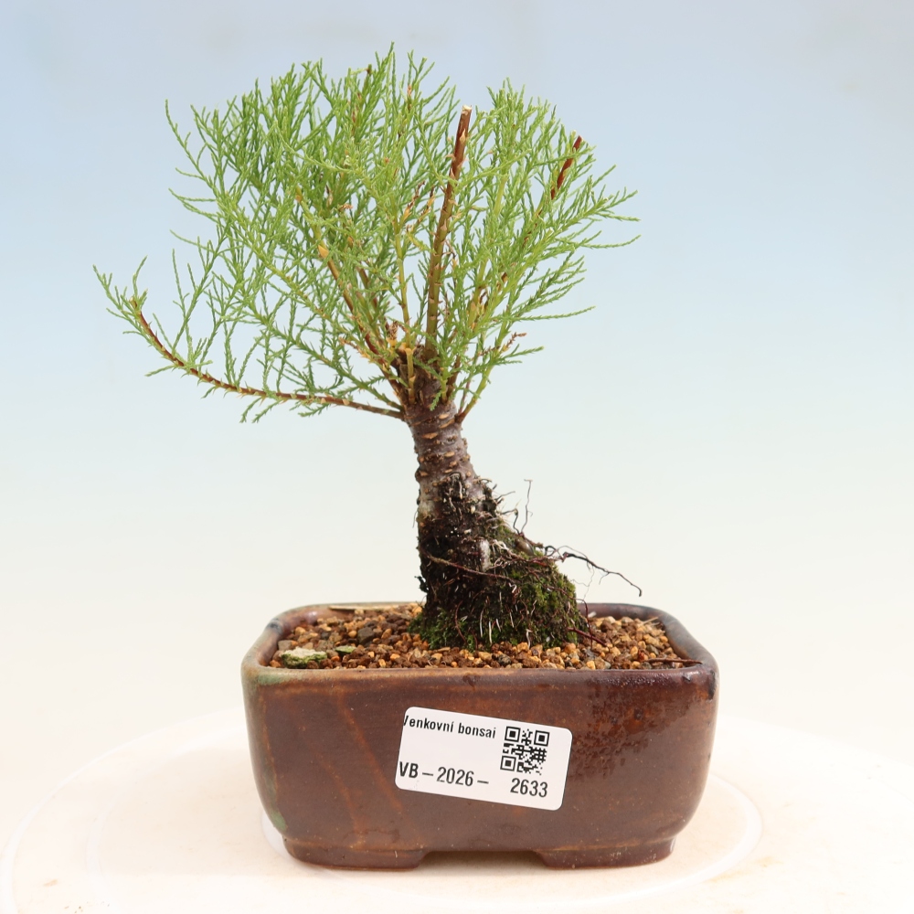 Bonsai ogrodowe – Tamaryszek – Tamarix