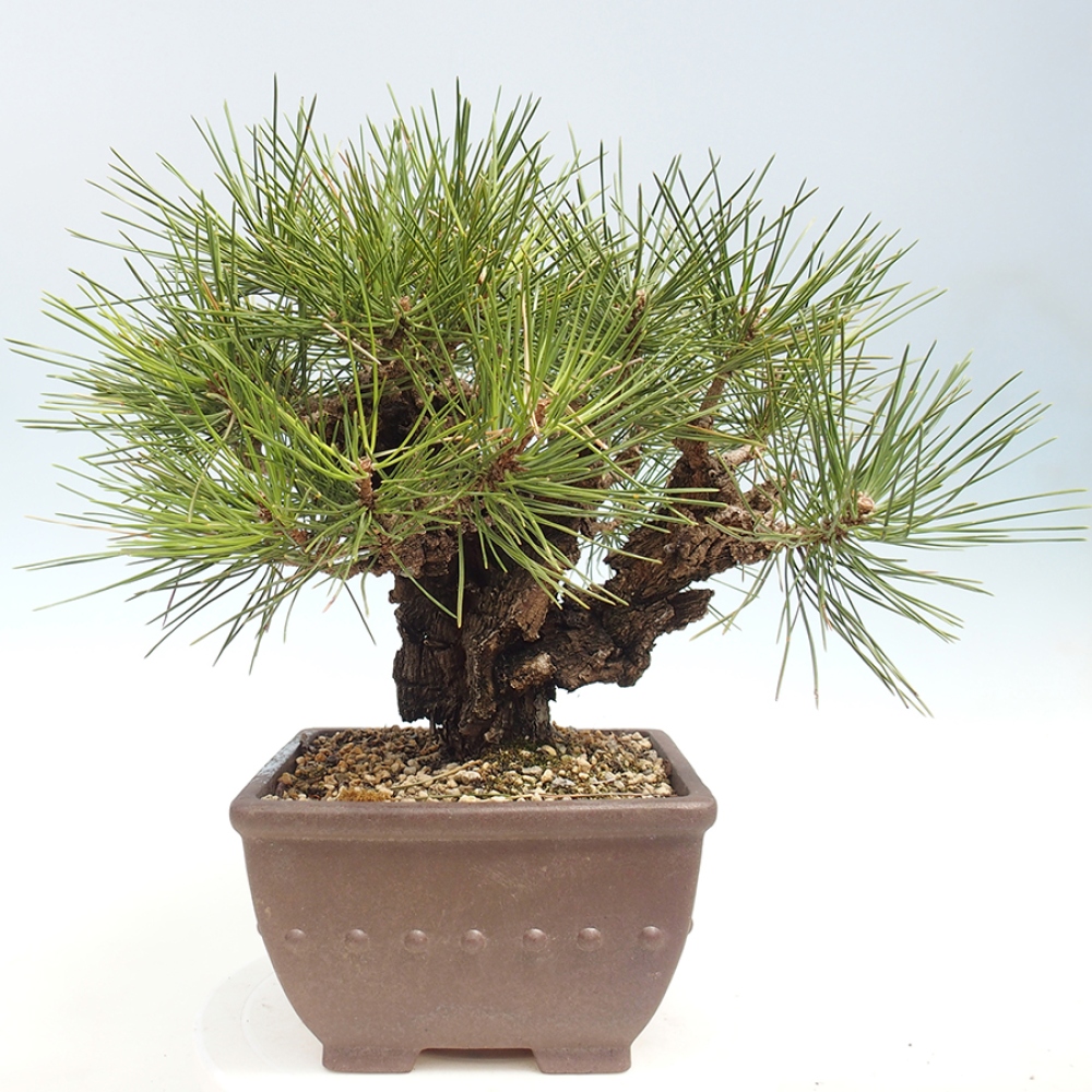 Outdoor bonsai - Pinus thunbergii - sosna Thunberga