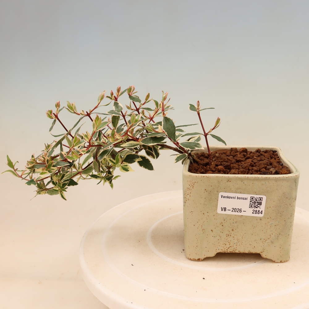 Bonsai ogrodowe – Abelia gr. Confetti – Abelia wielkokwiatowa