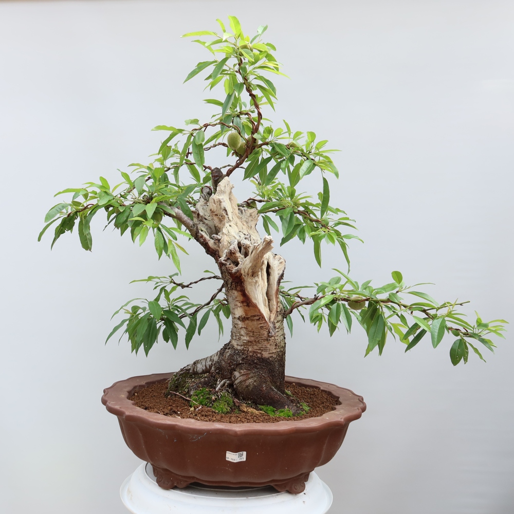 Bonsai ogrodowe – Prunus dulcis – Migdałowiec pospolity