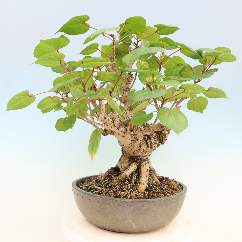 Bonsai domowe - Hibiscus tiliaceus - Hibiskus morski