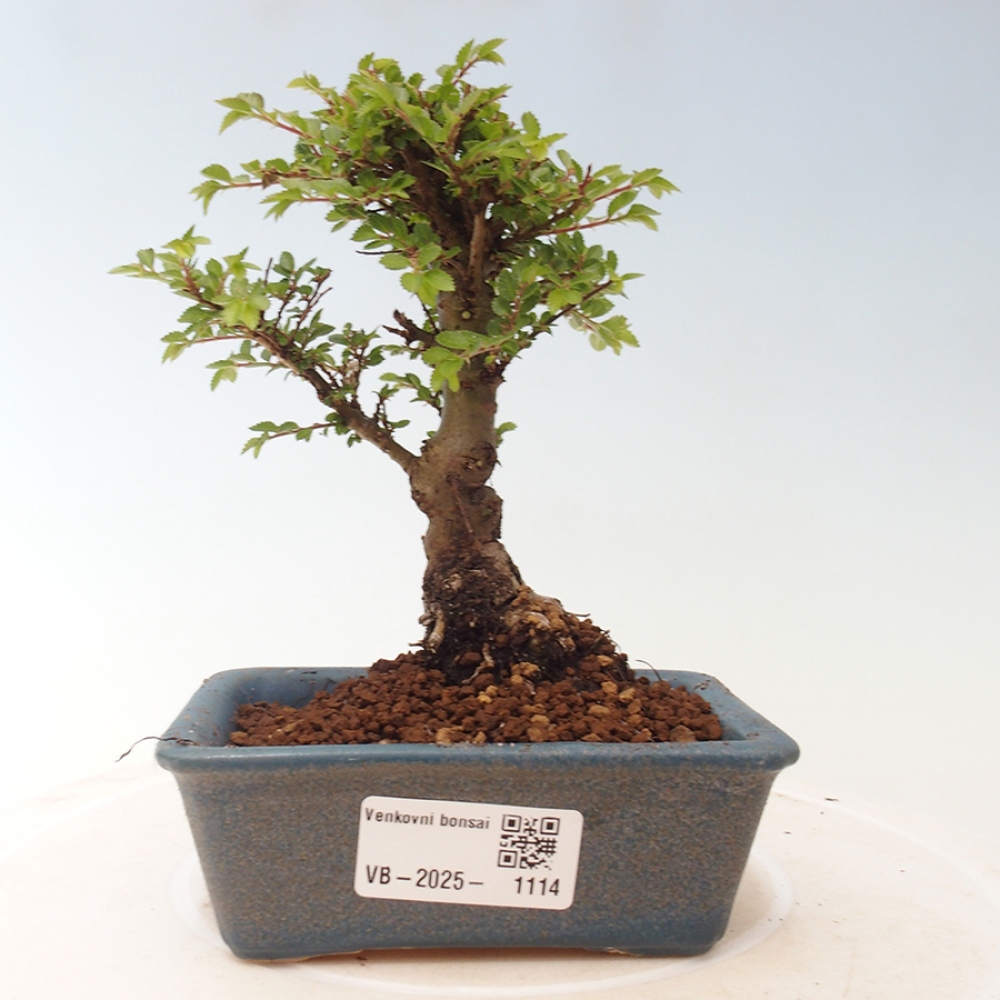 Bonsai zewnętrzne - Ulmus parvifolia Sagei - Wiąz drobnolistny