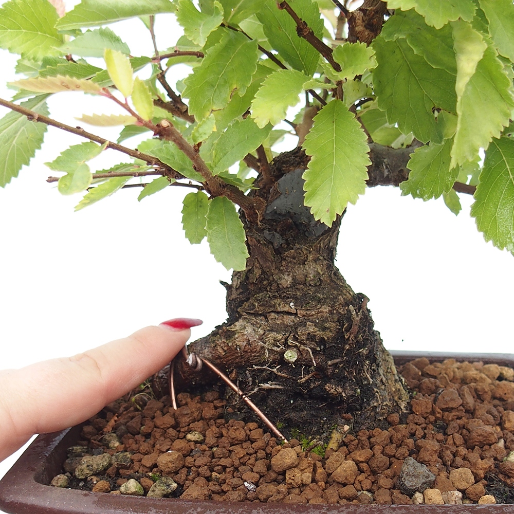 Bonsai zewnętrzne - Zelkova - Zelkova NIRE
