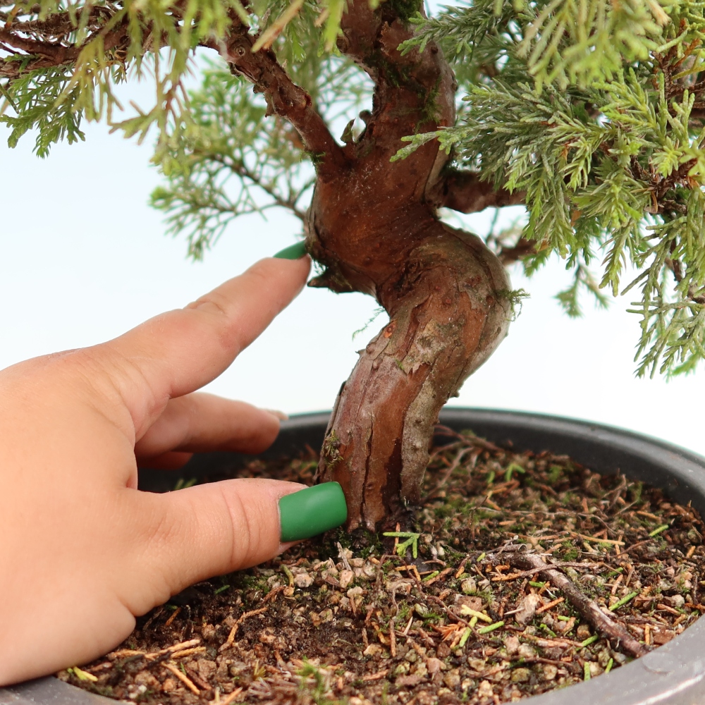 Bonsai ogrodowe – Juniperus chinensis Itoigawa – jałowiec chiński