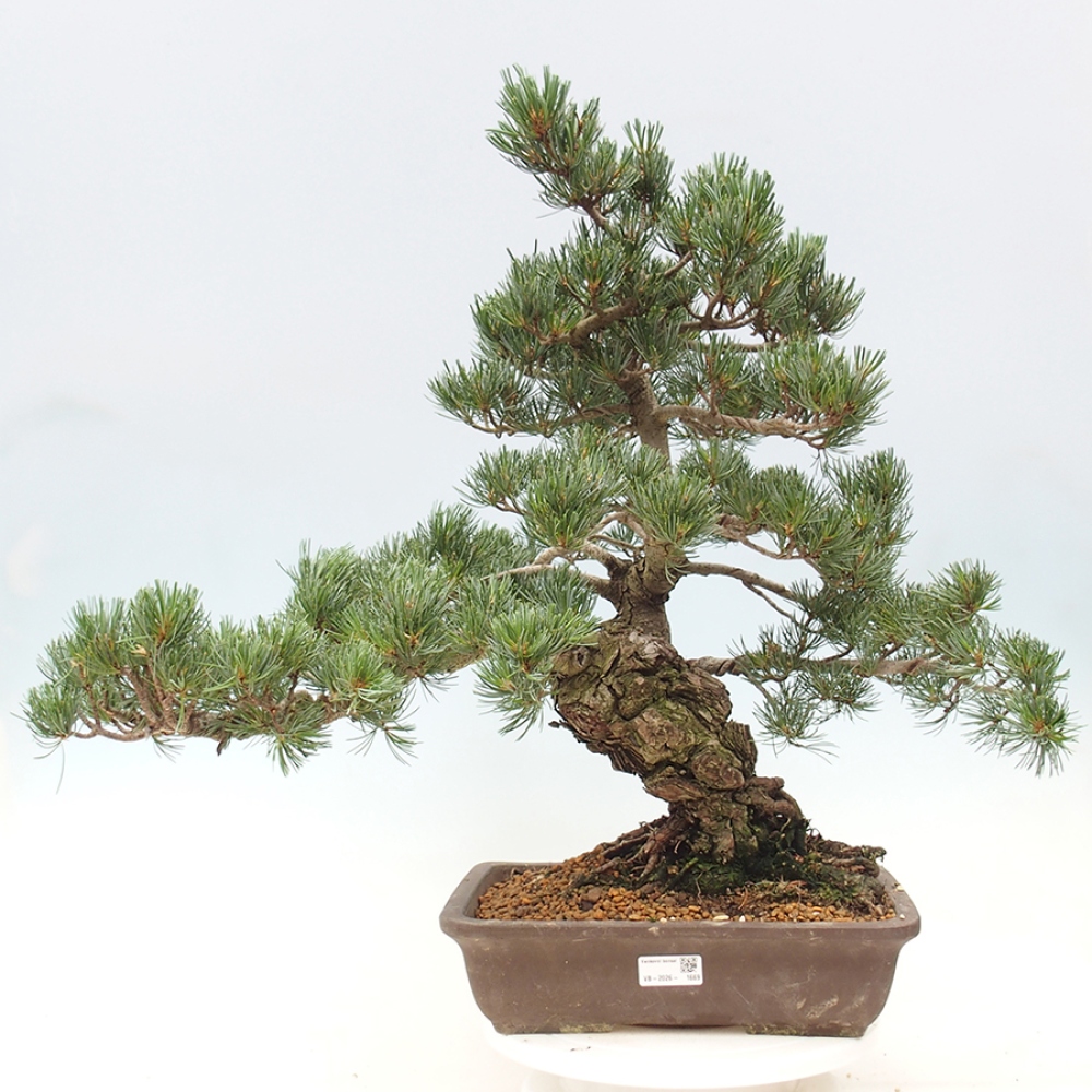 Outdoor bonsai - Pinus parviflora - Pinus parviflora