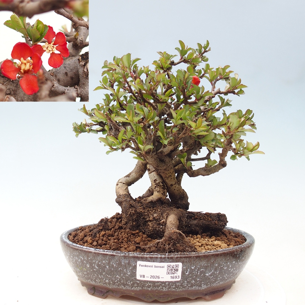 Bonsai zewnętrzne - Chaneomeles speciosa - Pigwa