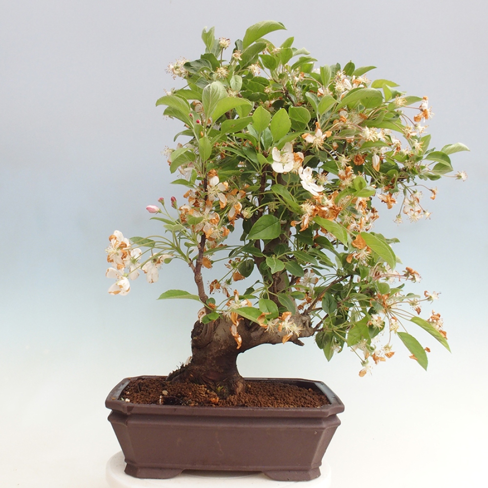 Bonsai plenerowe - Malus Halliana - Jabłoń drobnoowocowa