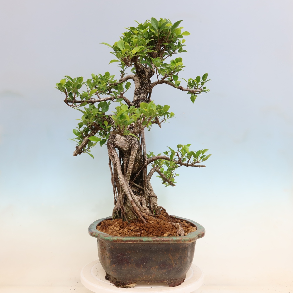 Pokój bonsai - Ficus kimmen - figowiec drobnolistny