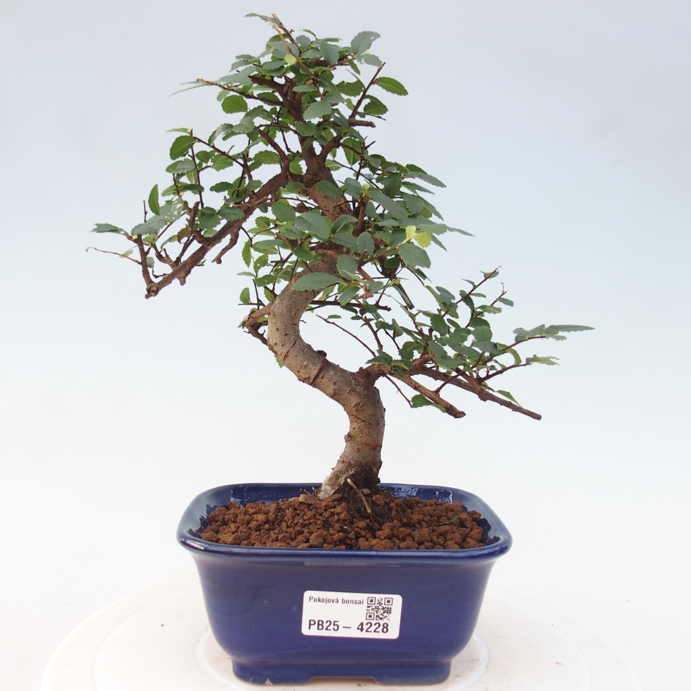 Pokój bonsai - Ulmus parvifolia - Wiąz drobnolistny