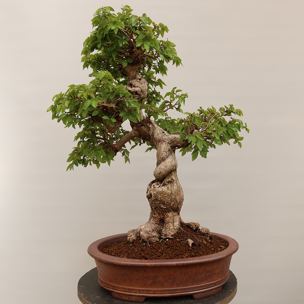 Bonsai plenerowe - Carpinus Coreana - grab koreański