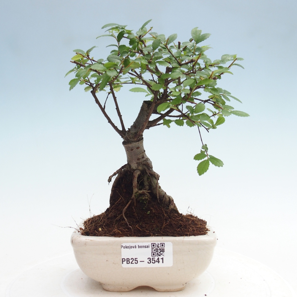 Pokój bonsai - Ulmus parvifolia - Wiąz drobnolistny