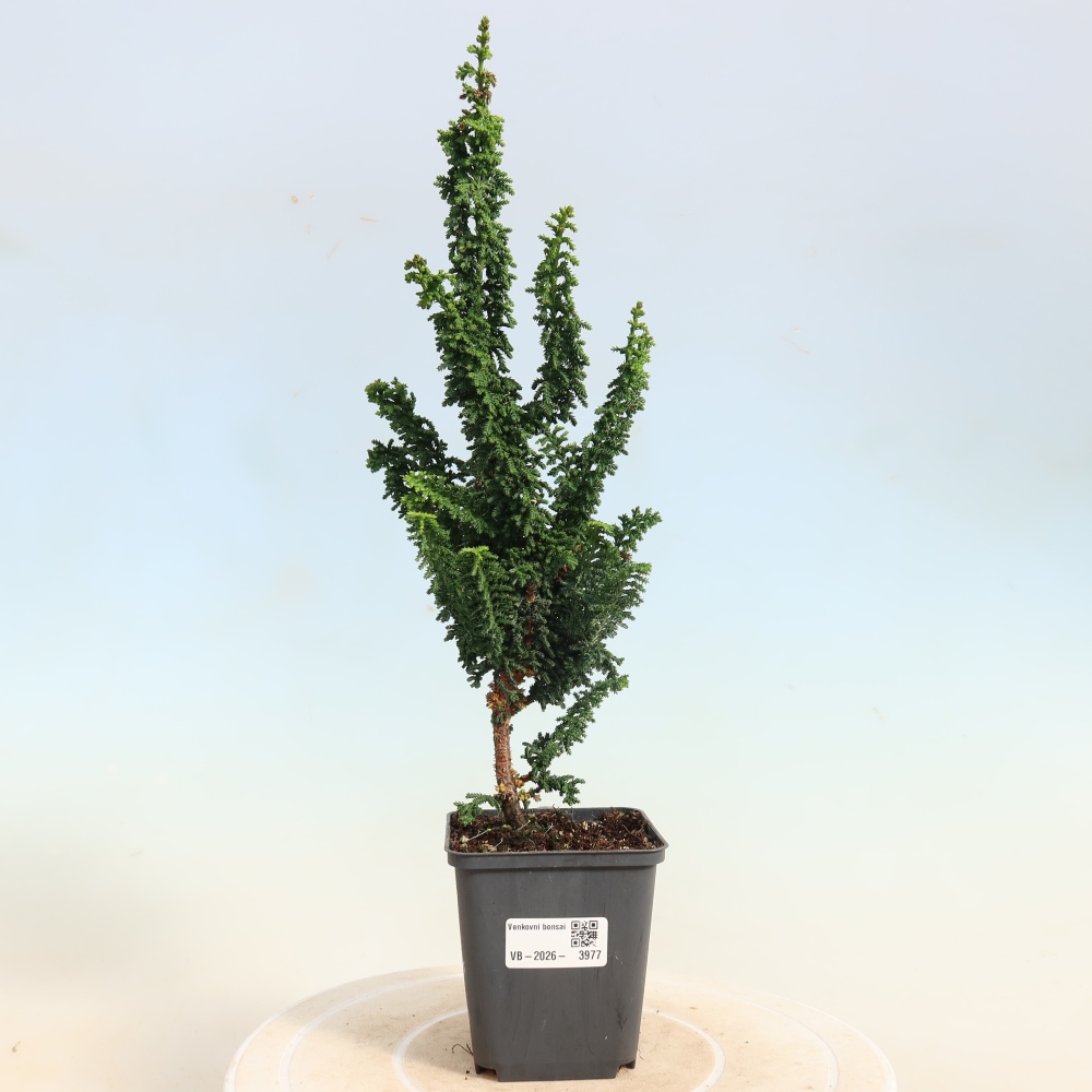 Bonsai zewnętrzne - Cham. obtusa SEKKA HINOKI - Cyprys