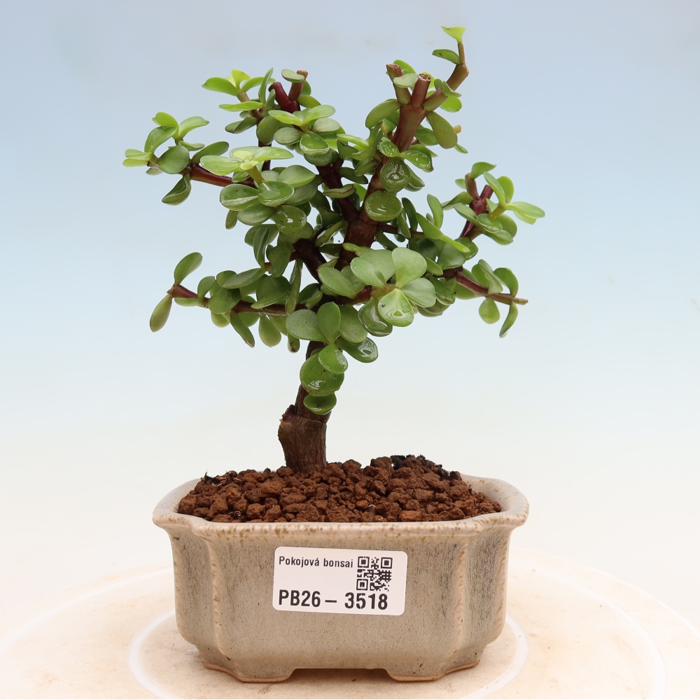 Pokój bonsai - Portulakaria Afra - Tlustice