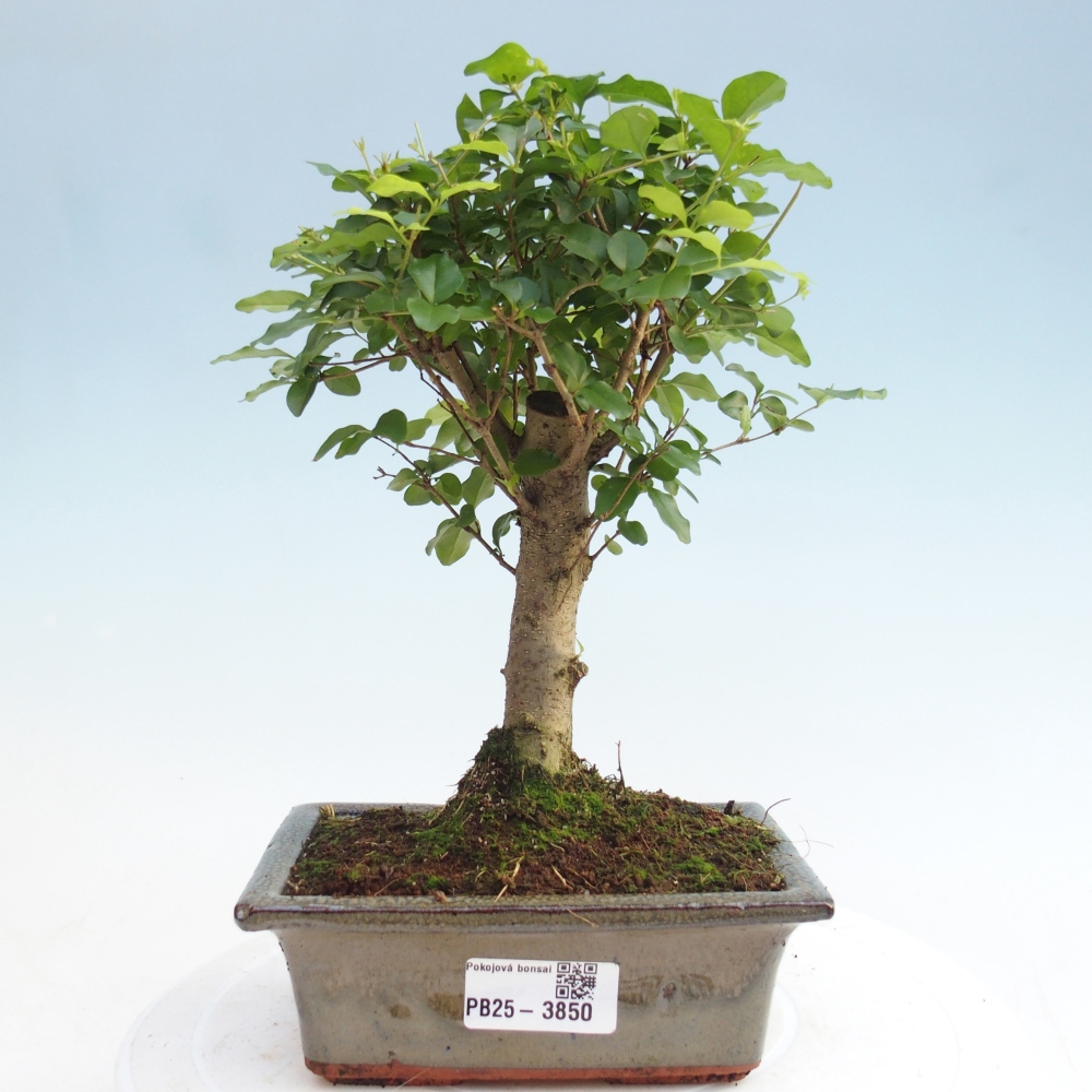 Pokój bonsai - Ligustrum chinensis - Dziób ptaka