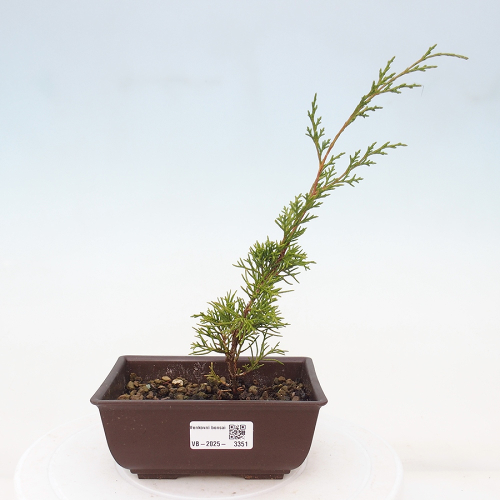 Outdoor bonsai - Juniperus chinensis Itoigawa - Jałowiec chiński