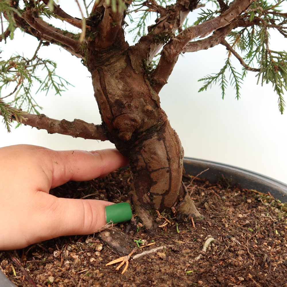 Bonsai ogrodowe – Juniperus chinensis Itoigawa – jałowiec chiński