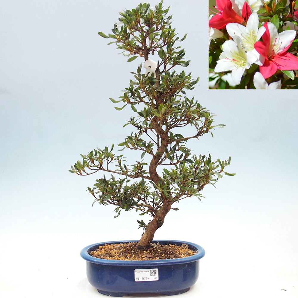 Bonsai zewnętrzne - Azalia japońska - Azalia CHIHIRO