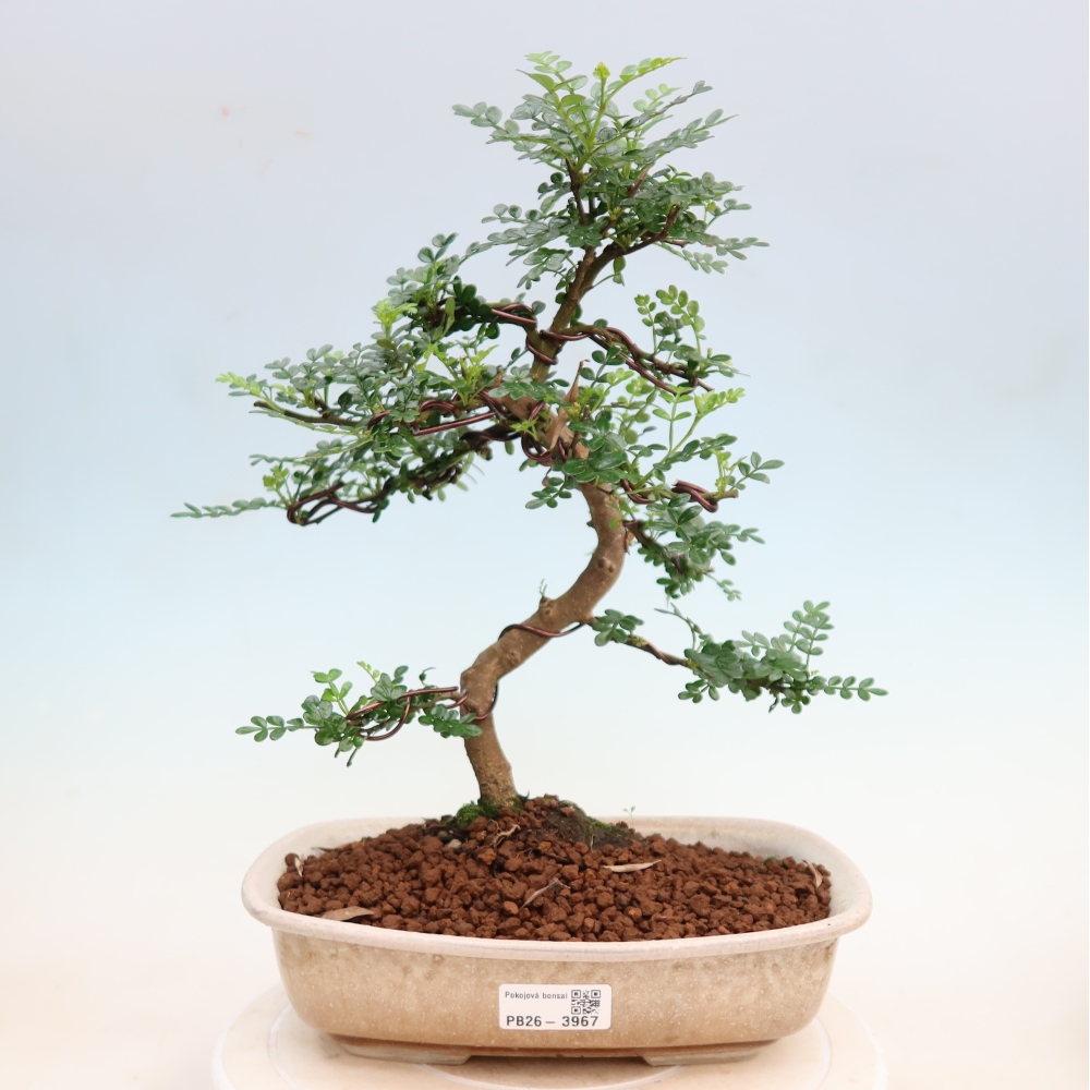 Pokój bonsai - Zantoxylum piperitum - drzewo pieprzowe