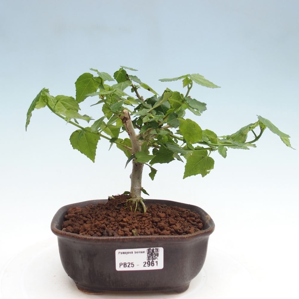 Kryte bonsai - Malvaviscus arboreus - hibiskus drzewny