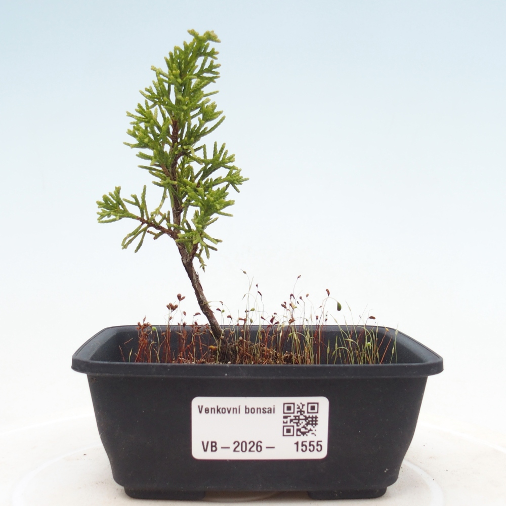 Outdoor bonsai - Juniperus chinensis Itoigawa