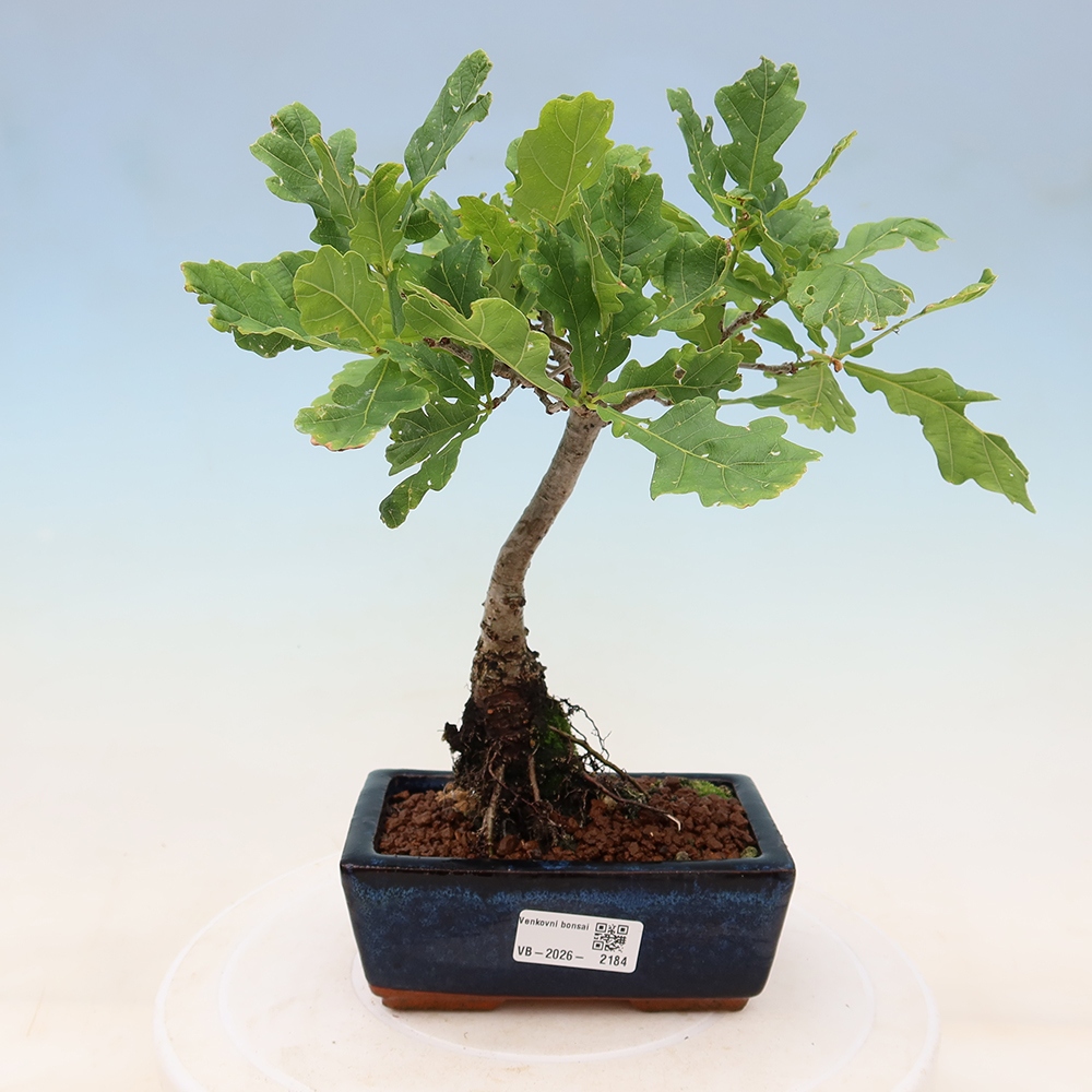 Bonsai ogrodowe – Quercus robur – Dąb letni