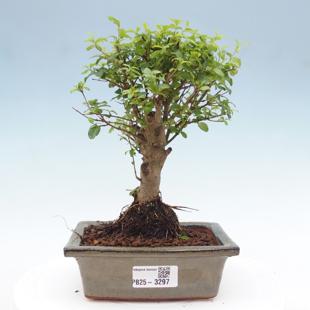 Pokój bonsai - Ligustrum chinensis - Dziób ptaka