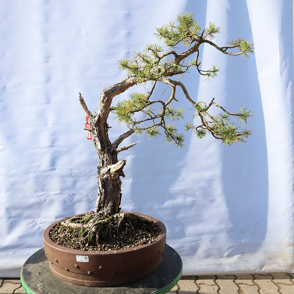 Pinus sylvestris Hiszpania – sosna zwyczajna