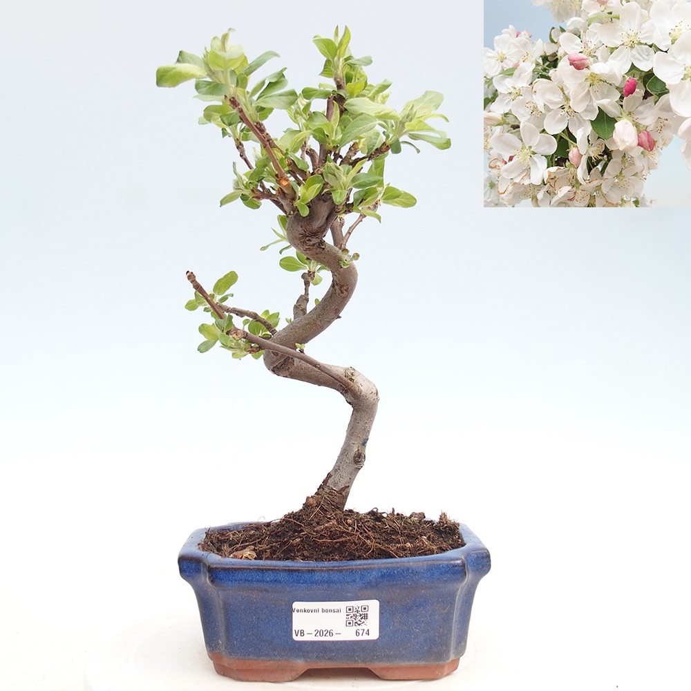 Outdoor bonsai - Malus halliana - Jabłoń drobnoowocowa