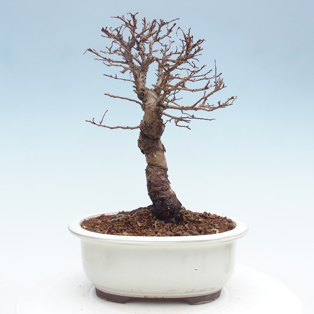 Bonsai zewnętrzne - Zelkova - Zelkova NIRE